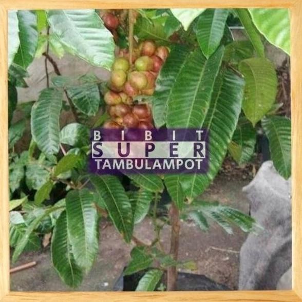 Bibit Tanaman Buah Matoa Okulasi Stek TGBU1 FFFF