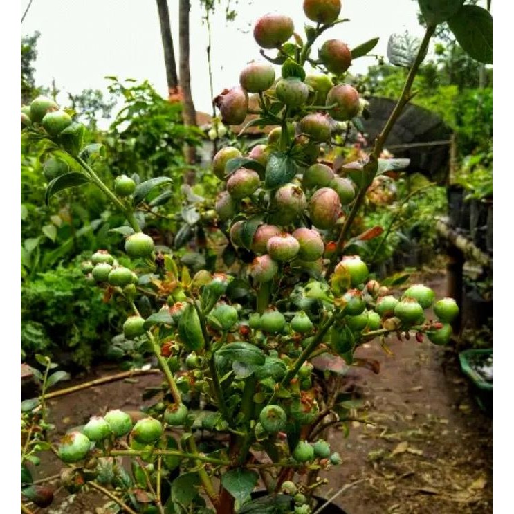Bibit pohon blueberry - Pohon buah blueberry berbuah FFFF