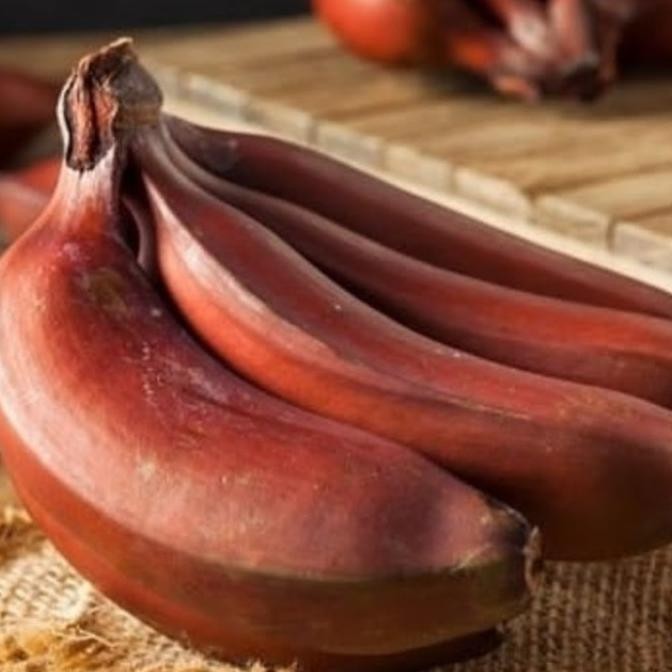 Bibit Pisang Merah Ruby PREMIUM