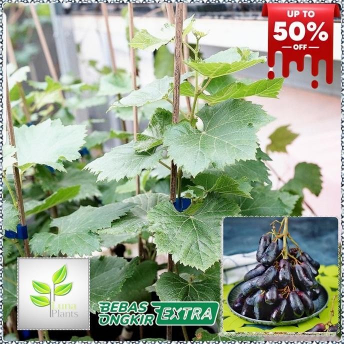 bibit buah anggur import - bibit anggur moondrop FFFF