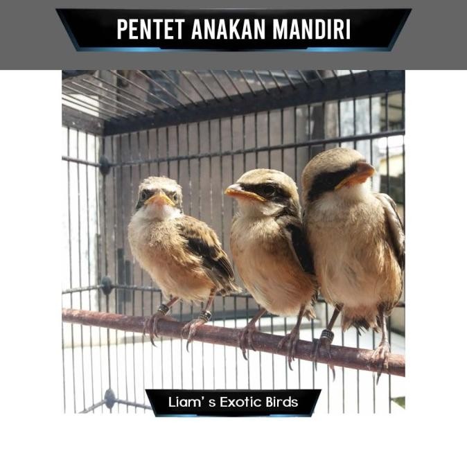 Burung Pentet Cendet Jatim Anakan/Lolohan murah