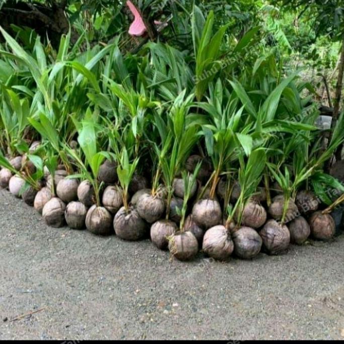 Bibit Kelapa Dwarf Genjah Super/ Bibit Buah Kelapa Dwarf Kerdil FFFF
