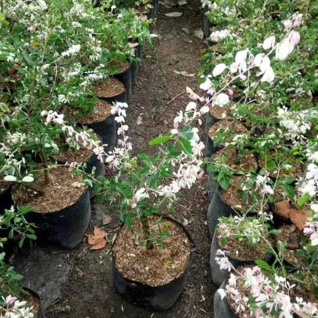 BIBIT POHON ASEM KRANJI ATAU ASEM LONDO BISA UNTUK STEK BONSAI SUPER