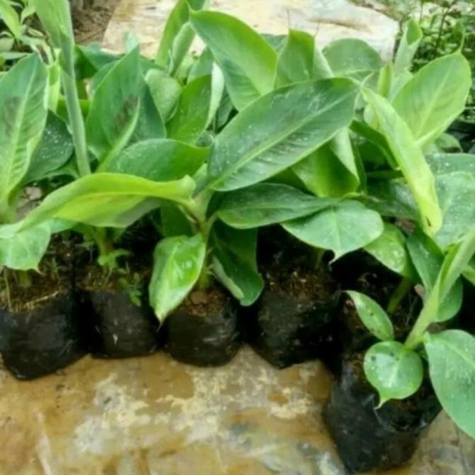 Bibit Pisang raja Bulu Unggul - Bibit Buah Pisang Raja Bulu Super AZZ