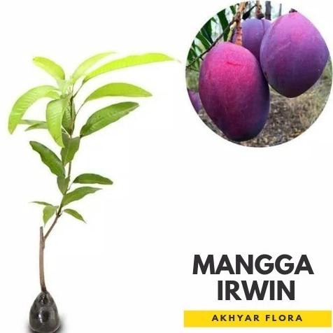 Bibit Mangga Irwin Tanaman Buah Mangga Irwin Erwin Mangga Ungu FFFF