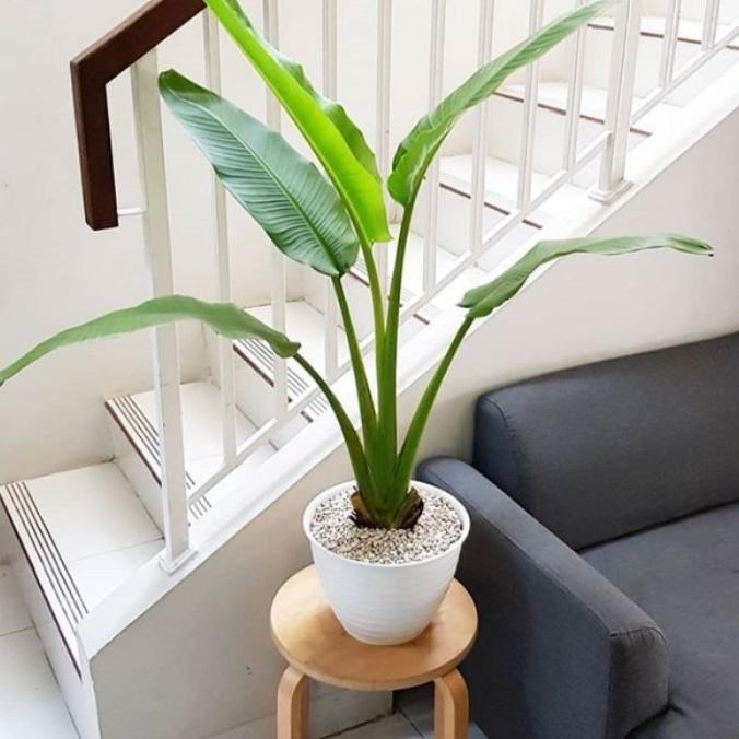 Tanaman Hias Indoor Pisang Kipas Bibit & Desa / Tanaman AZZ