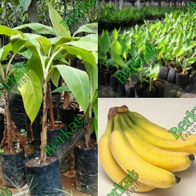 Bibit pisang raja sajen PREMIUM