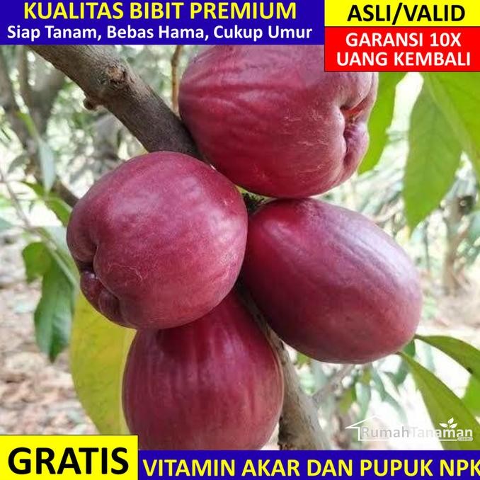 PREMIUM Bibit Jambu Jamaika Asli Bergaransi, Pohon Jambu Bol Jamaika Super