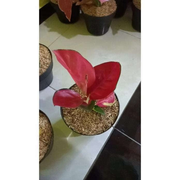 Terlaris Tanaman Hias Bunga Aglonema Suksom Merapi