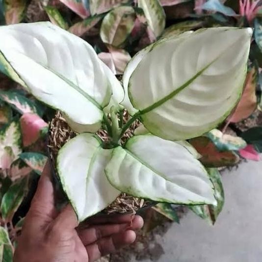 Terlaris Tanaman Hias Aglonema Jenis Super White