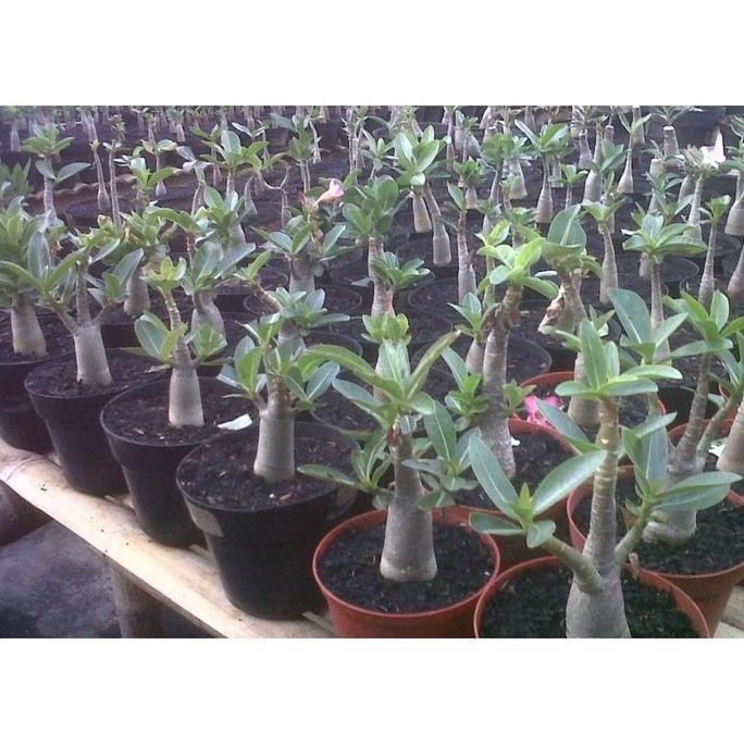 Terlaris Seedling/Bibit Tanaman Hias Adenium Thaisoco Khz (6-9 Bulan)