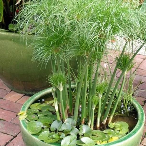 Terlaris Tanaman Hias Papyrus Giant. Tanaman Papirus Air