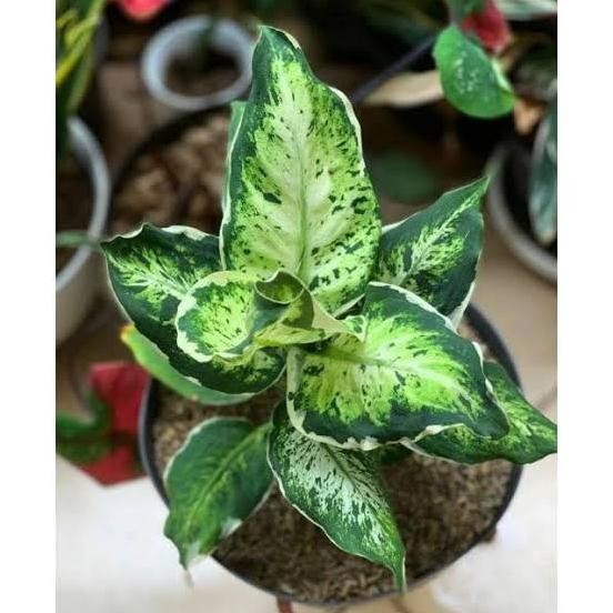 Terlaris Tanaman Hias Aglonema Jenis Sparkel - Blanceng Sparkle