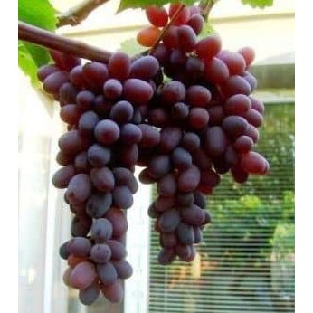 

TERSEDIA bibit anggur import jupiter seedless