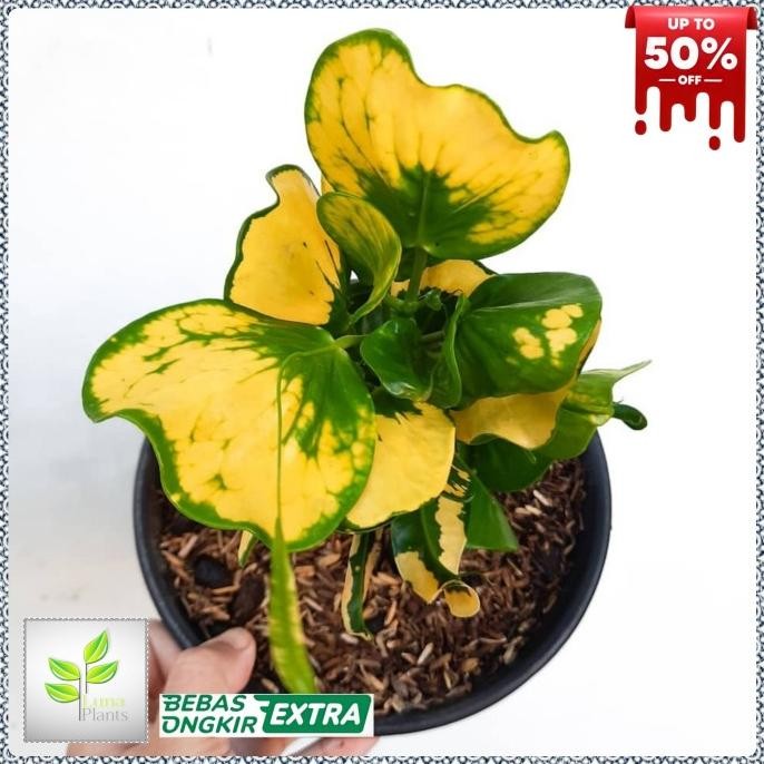 Terlaris Puring Apel - Tanaman Hias Puring Apel