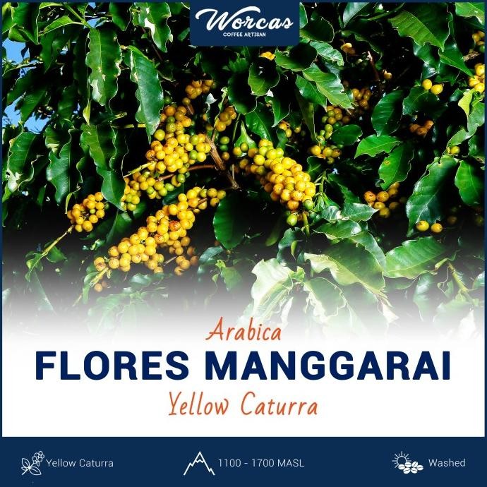 

Promo Green Bean Arabica Flores Manggarai Yellow Caturra 1Kg