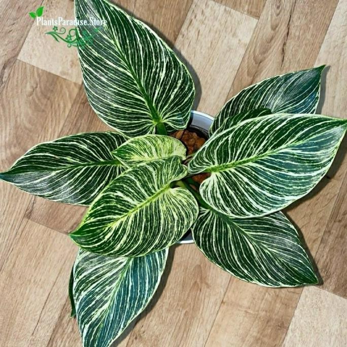 Terlaris Philodendron Birkin - Birkin Varigata - Tanaman Hias Aroid