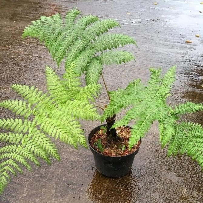 Pakis monyet tanaman hias/ pakis hutan murah