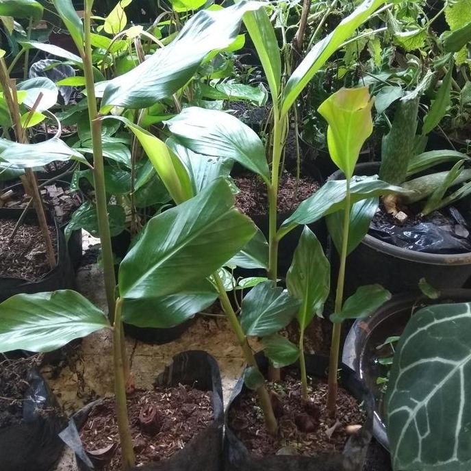 tanaman combrang/kecombrang murah