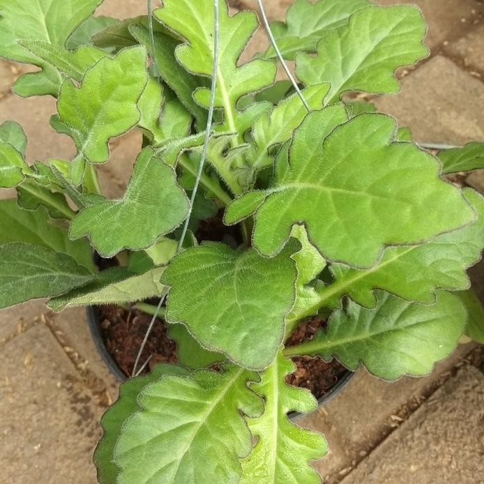 Tanaman daun dewa/tanaman herbal daun dewa murah