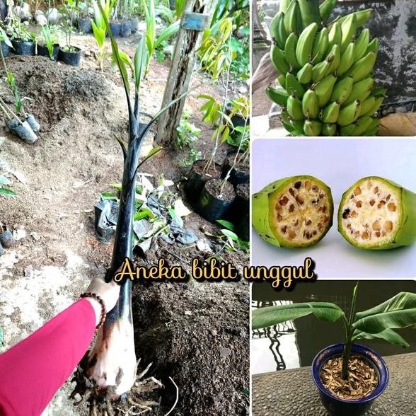 BIBIT BUAH PISANG KLUTUK WULUNG AT KLUTUK AT PISANG BATU AT PREMIUM