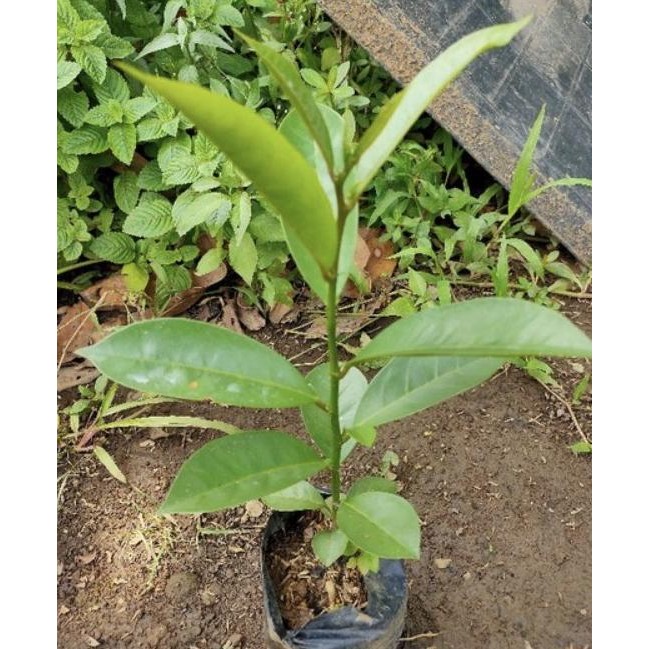 Bibit pohon buah buni/cepat berbuah buni tanaman buah langka FFFF PREMIUM