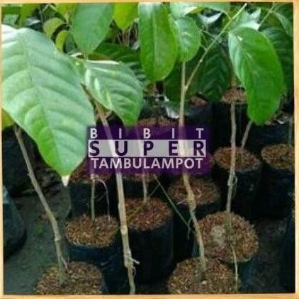 TERPERCAYAA Bibit Tanaman Buah Duku Palembang Okulasi Stek Cangkok PREMIUM