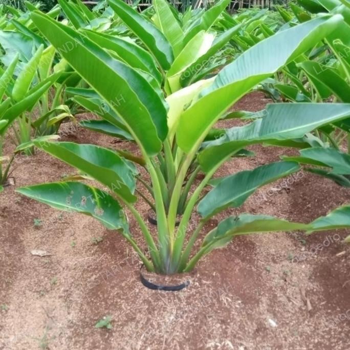 Tanaman Hias Pisang Kipas Pohon Pisang Kipas Bibit Pohon Pisang Kipas PREMIUM