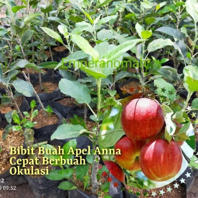 Bibit Buah Apel Anna Cepat Berbuah dan Karena Bibit Apel Anna Ini PREMIUM