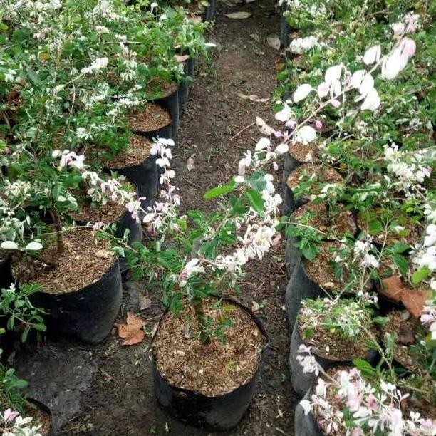 BIBIT POHON ASEM KRANJI ATAU ASEM LONDO BISA UNTUK STEK BONSAI SUPER PREMIUM