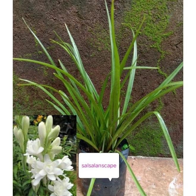 Tanaman Bunga Sedap Malam Bibit Pohon Bunga Sedap Malam SUPER NNNN PREMIUM