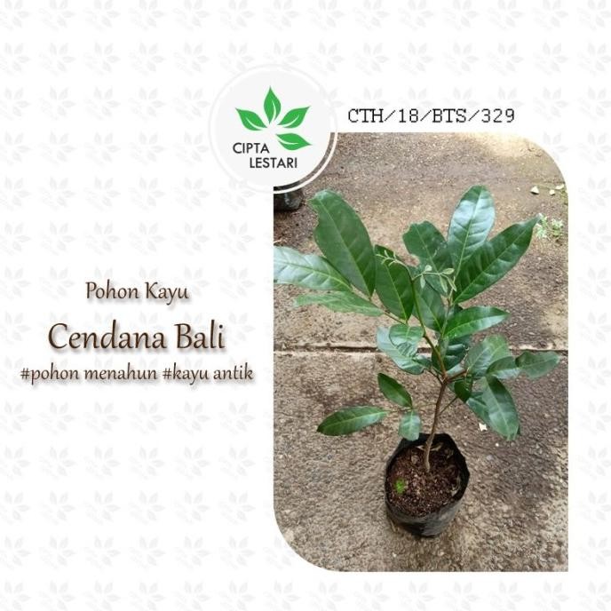 Bibit Pohon Cendana ngi Bibit Cendana Bali Pohon Cendana ngi SUPER PREMIUM