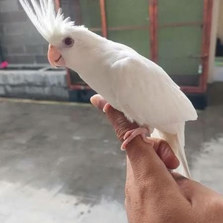 Promo Falk Australia Albino