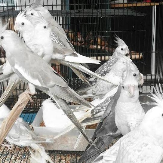 Murah Falk Australia Wf /Falk Australia White Face