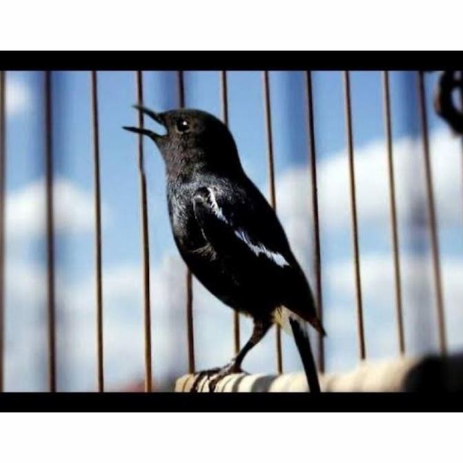 Murah Burung Decu Mini Legendaris Mewah