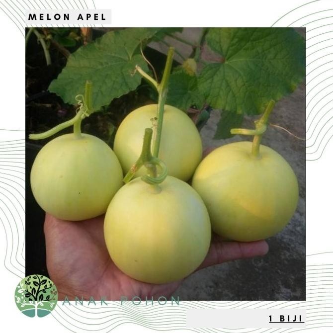 Benih Bibit Biji - Melon Apel Silver Light F1 Hybrid (Oriental Sweet) murah