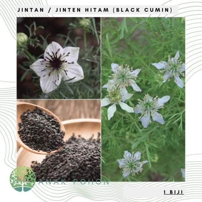 Benih / Bibit / Biji - Jintan / Jinten Hitam (Black Cumin) - IMPORT murah