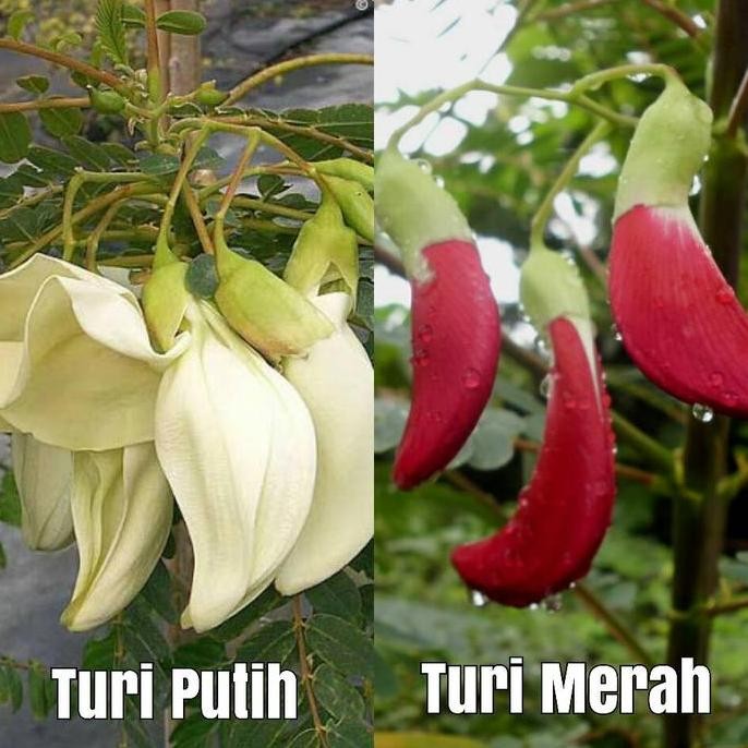Benih / Bibit / Biji - Bunga Kembang Turi (Merah & Putih) Campur Mix murah