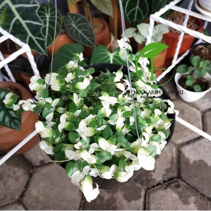 Terlaris Tanaman Hias Gantung Air Mata Janda / Air Mata Janda + Pot Gantung