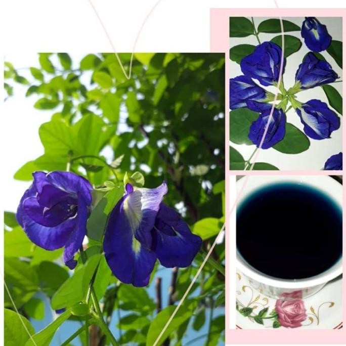 HST Bibit Tanaman Pohon Bunga Telang Tumpuk Biru