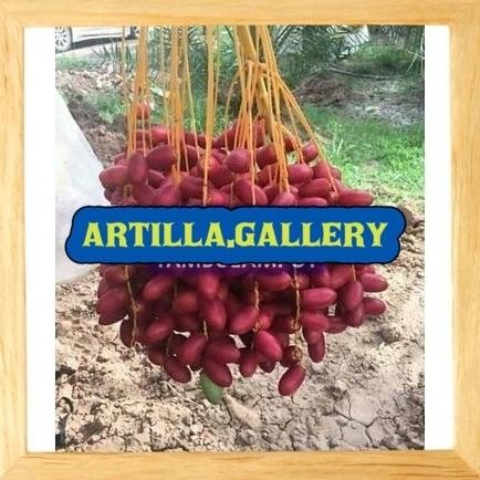 KLITAS Bibit Tanaman Buah Kurma H1 Betina NNNN PREMIUM