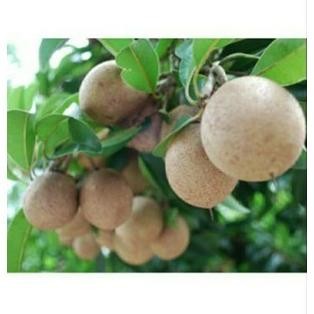 Bibit Sawo Manilo Bibit Tanaman Bibit Sawo Jumbo Sawo Manila Lokal PREMIUM