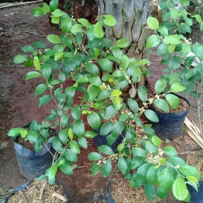 Bibit Tanaman Buah Apel Putsa/Pohon Buah Apel Putsa Siap Berbuah/Apel PREMIUM