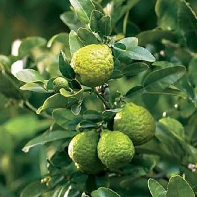 BIBIT JERUK PURUT BERBUAH LEBAT HASIL CANGKOK POHON BENIH MEDIA PREMIUM