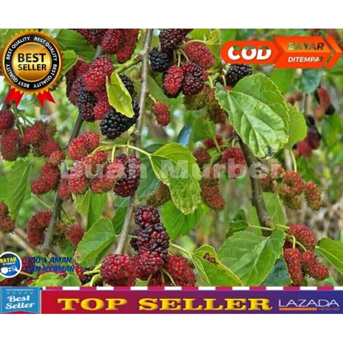 Bibit Buah Murbei sudah berbuah/Buah Murbei Jumbo/Tanaman Buah Murbei PREMIUM