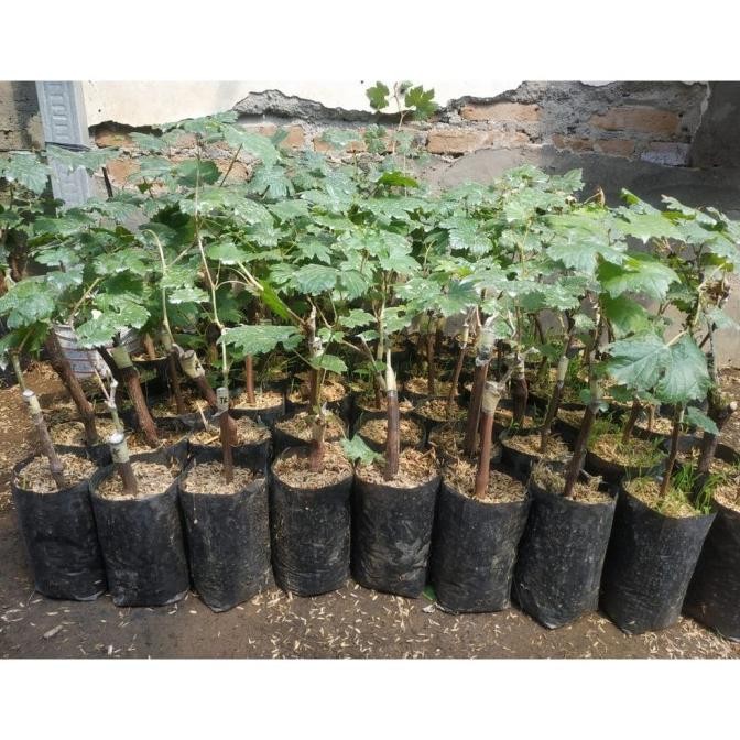 Bibit Tanaman Buah Anggur Import Jenis Jupiter Super Unggulan dan Siap PREMIUM