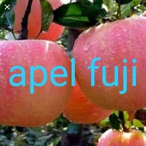 PALING DI MINATI bibit apel fuji super cangkok benih pohon tanaman PREMIUM