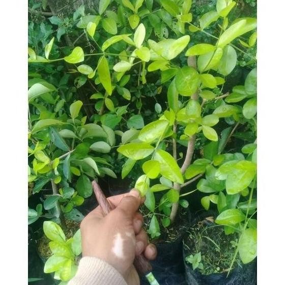 si bibit tanaman buah sianci /baos cery buah rasa manis / bibit bahan PREMIUM