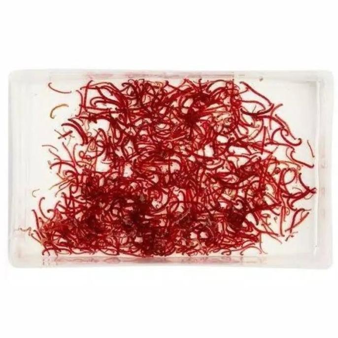 Original Pakan ikan hias Cadar / bloodwoarm Cacing darah hidup untuk c