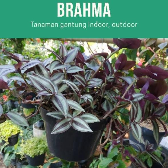 Gantung Brahma Bunga Benih Bibit Pohon Bibit Buah Bibit